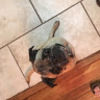 rizzo_rizzo